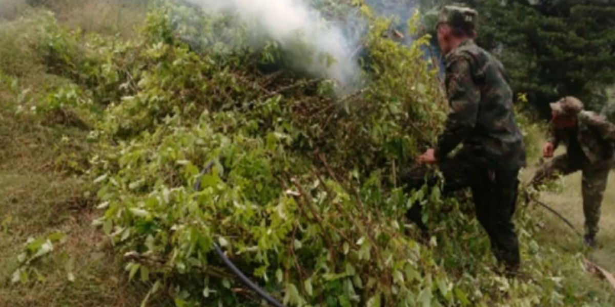 Miembros del ejercito destruyen planta de coca.