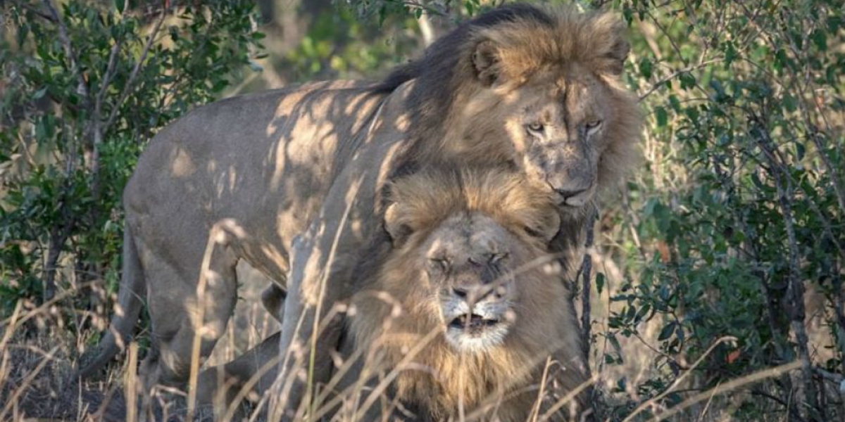 Escándalo en Kenia por pareja de ‘leones gays’: piden que vayan a terapia