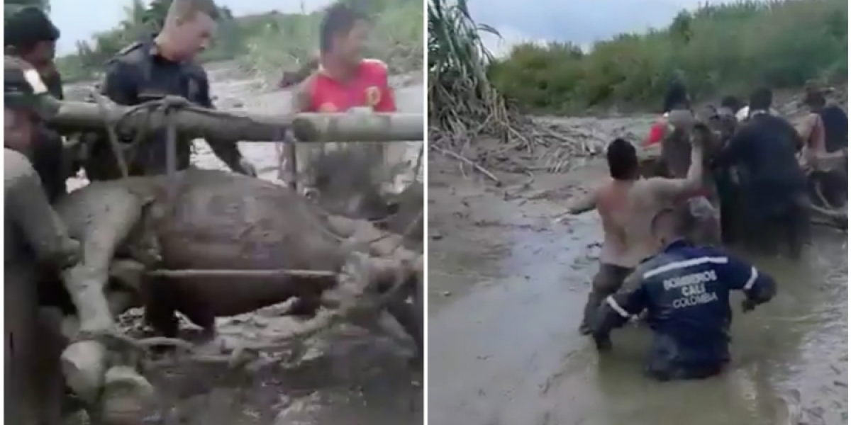 Caballo rescatado en Corinto, Cauca, entre bomberos y miembros de la comunidad.