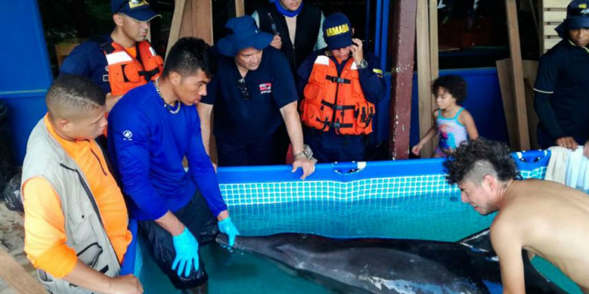 Momentos en que el delfín es auxiliado.