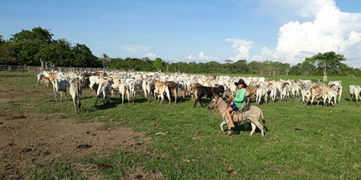 Zona de los llanos colombianos.