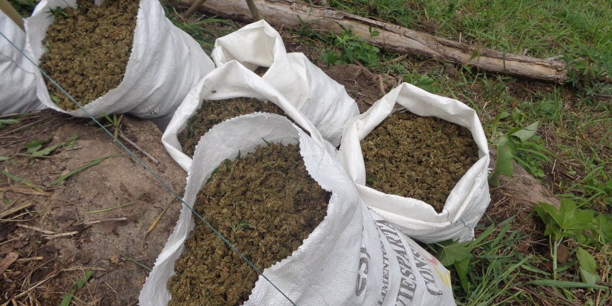 709 kilogramos de marihuana incautada. 