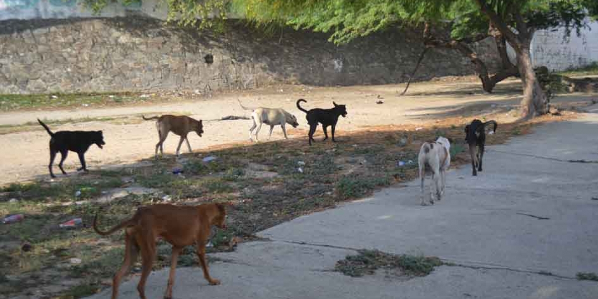 En Santa Marta, los perros callejeros no cuentan con una política que les permita reintegrarse a un hogar.