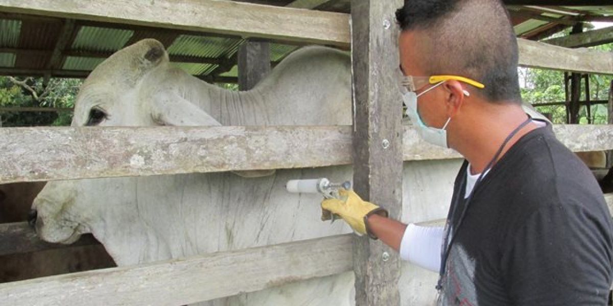 El Instituto Colombiano Agropecuario, ICA, estableció la obligatoriedad de la vacunación contra la rabia de origen silvestre en 13 municipios del departamento del Cesar.