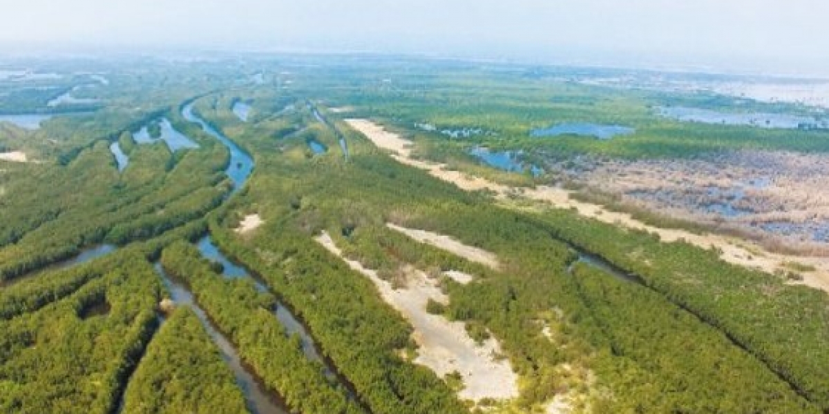 La Ciénaga Grande, es la laguna costera más grande de toda la cuenca del Caribe, con sus 500.000 hectáreas. 