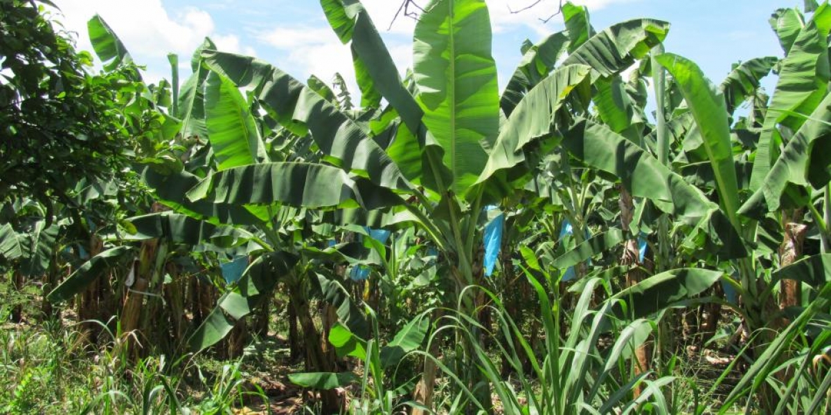 El permiso otorgado a Frutesa es para la ampliación de cultivos de banano.