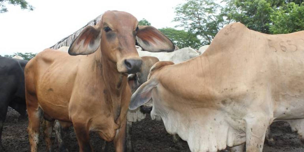 El ICA confirmó la terminación del sacrificio sanitario de 3.325 animales en todas las zonas en donde apareció la enfermedad.