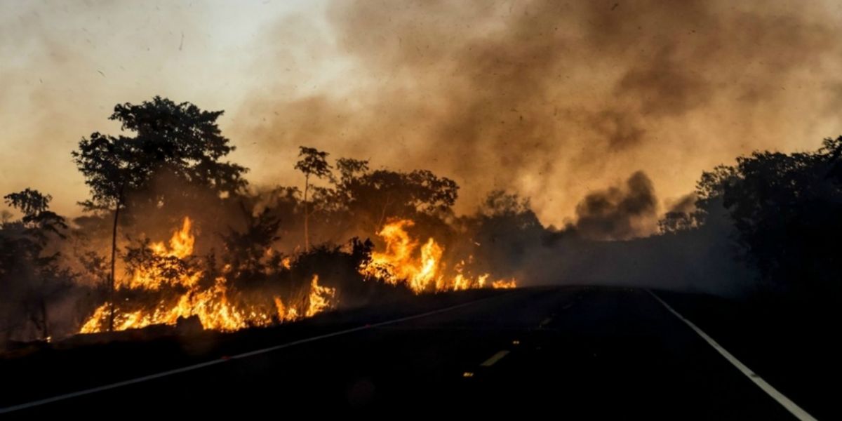 El que más ha perdido hectáreas es el estado de Mato Grosso, con 5.955.