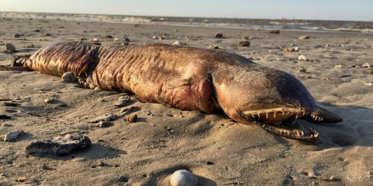 Foto del animal marino que tocó playa por el huracán Harvey. 