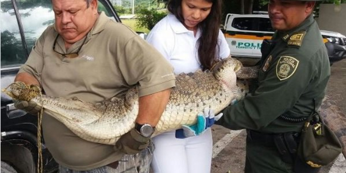 Caimán capturado por Policía Ambiental