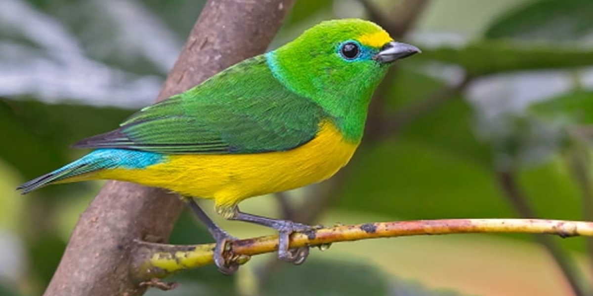 Ave colombiana llamada científicamente Chlorophonia cyanea