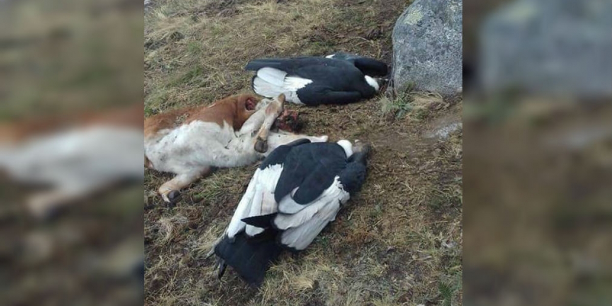 Cóndores muertos en San Pedro de la Sierra.