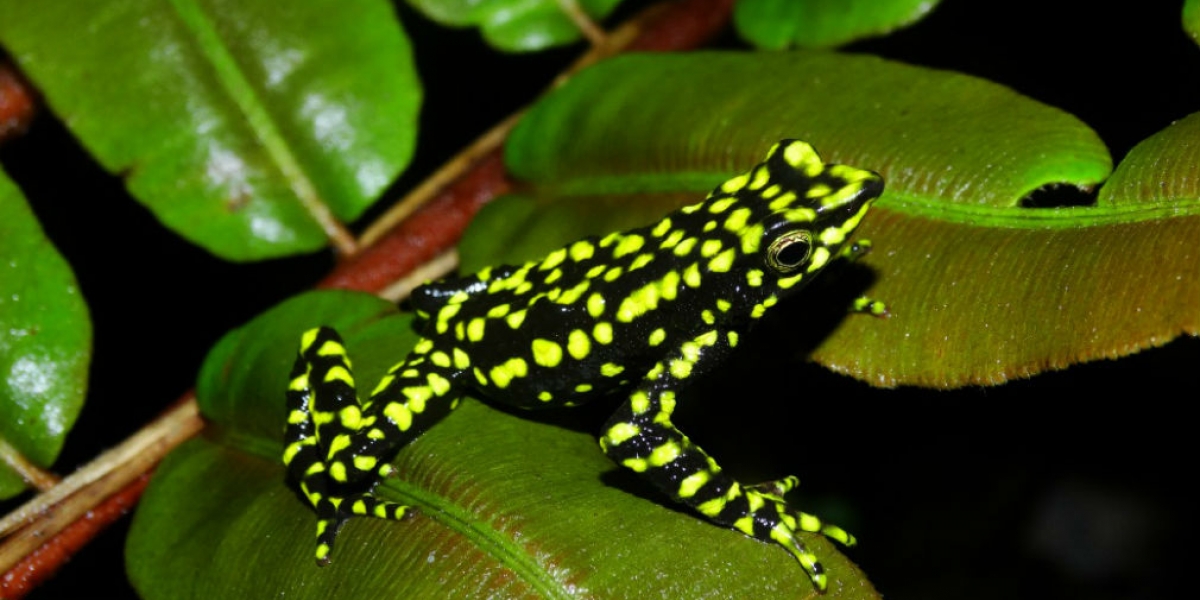 “Atelopus laetissimus”, población San Pedro de la Sierra, Sierra Nevada de Santa Marta. 