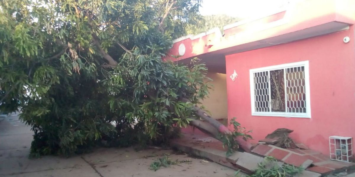 Seguimiento.co El árbol cayó en la carrera 12, entre calles 32 y 32 A.
