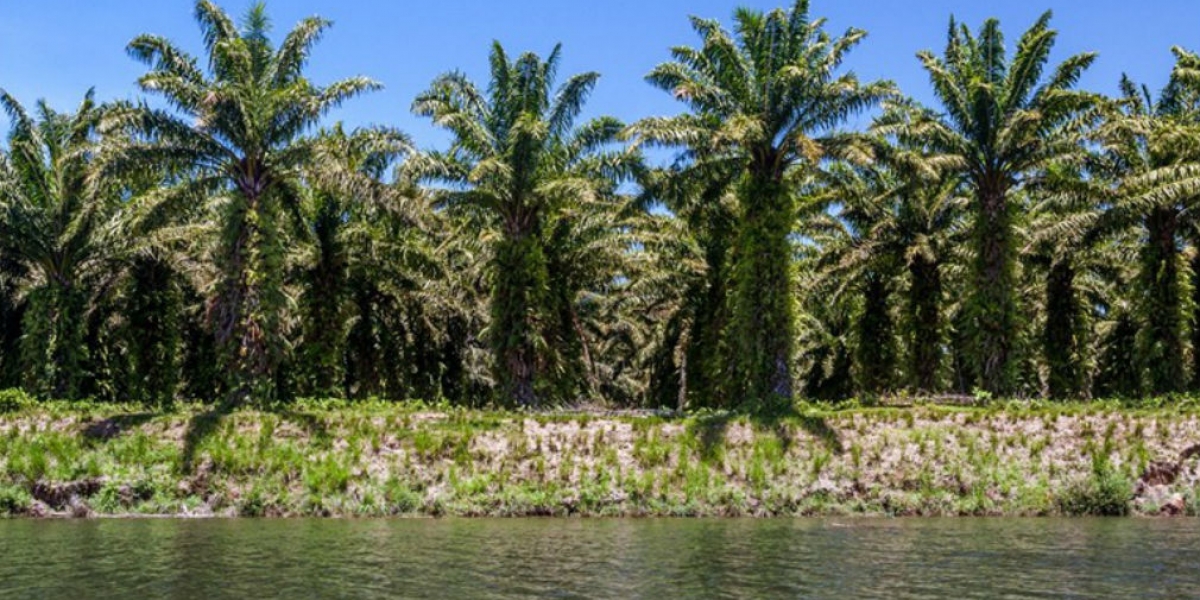 Palmas aceiteras del Magdalena 