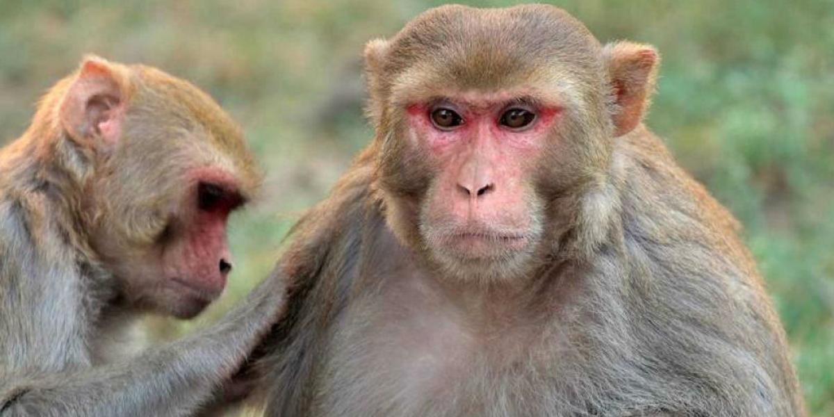 Macacos Rhesus