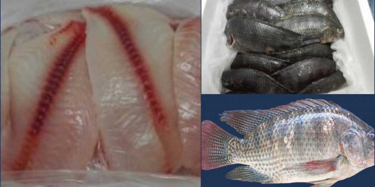  La tilapia se convierte así en el primer producto no tradicional de la canasta agroexportadora de Colombia que llega a Islandia.