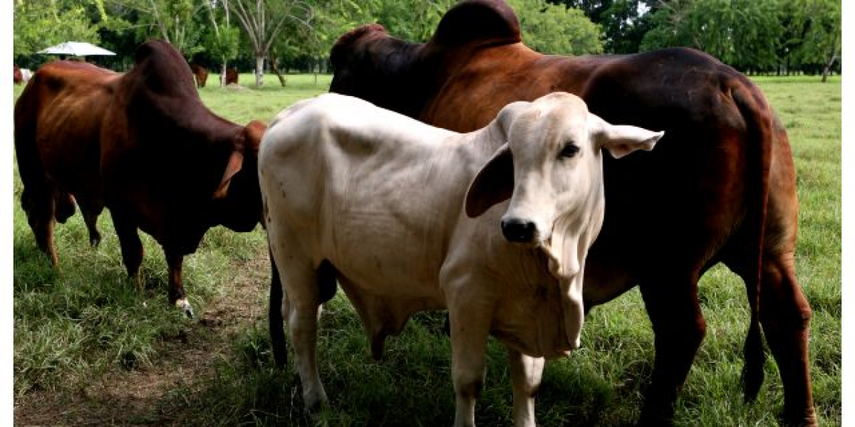 La movilización de los bovinos ubicados en las veredas mencionadas se permite, siempre y cuando los animales hayan sido vacunados 15 días antes de la fecha de movilización.