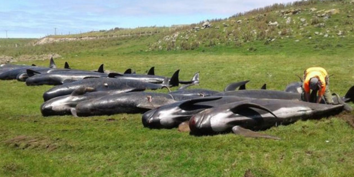  Parte de las ballenas fallecidas. 