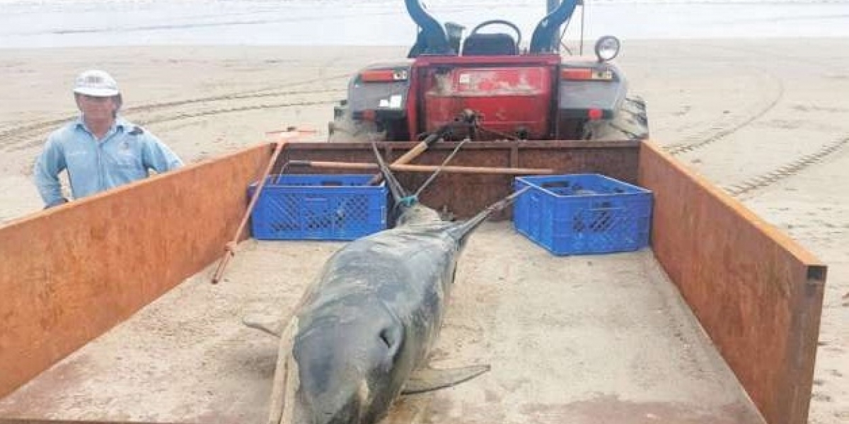 El animal fue enterrado con el fin de evitar afecciones a la salud y al ambiente.