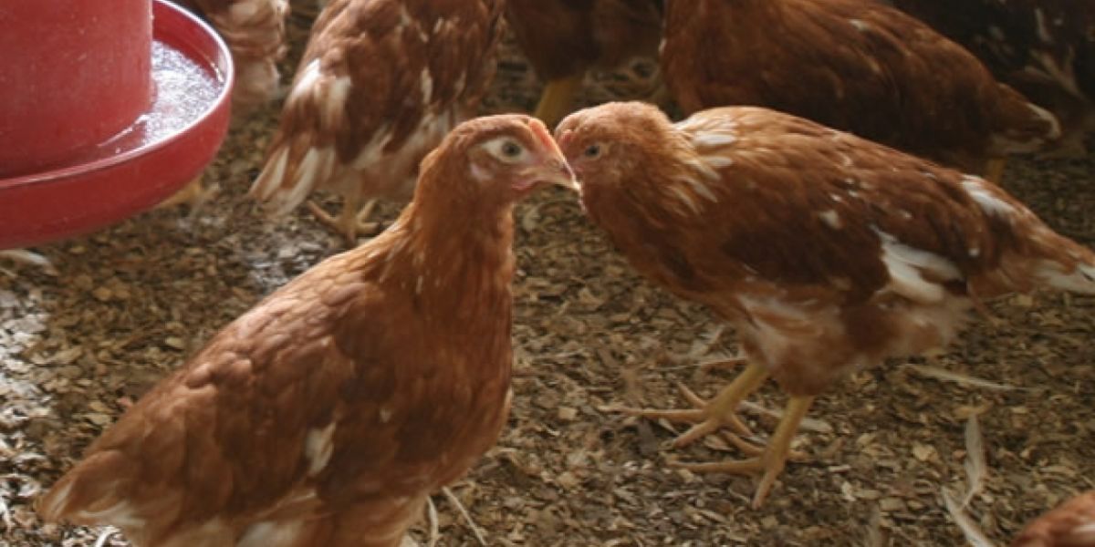 Afecta exclusivamente a las aves y no se transmite a los humanos.