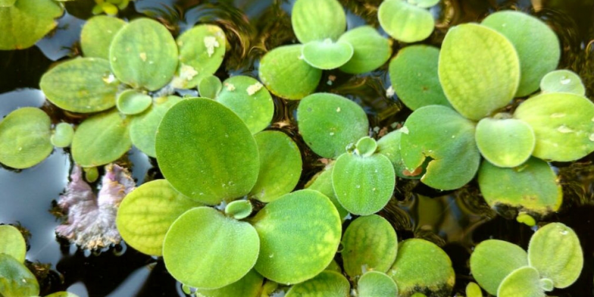 La “Lechuga de agua”, cuyo nombre científico es Pistia stratoites, es una planta que flota en las zonas costeras del Magdalena.