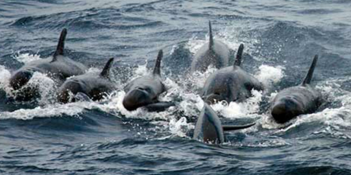 una familia de 20 orcas negras visitó El Rodadero.