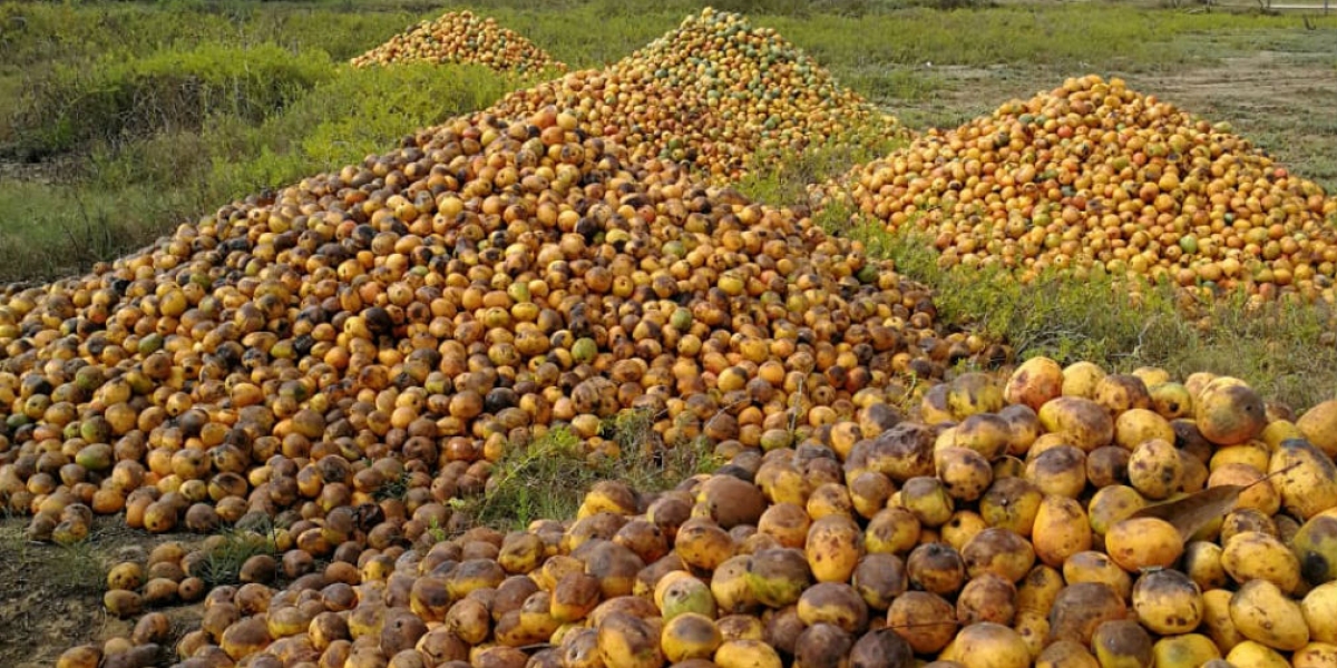 En cerros apilados está la producción de mango de varias fincas de Ciénaga y Zona Bananera.