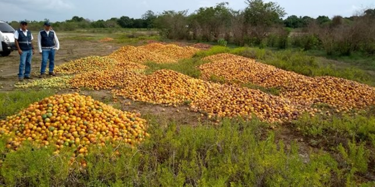 Aspecto de las visitas a las zonas donde, por sobreproducción, se está botando el mango.