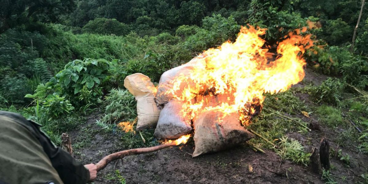 Material alucinógeno destruido en Minca.