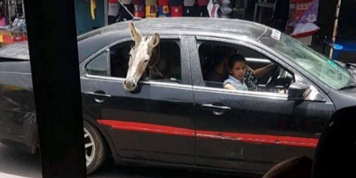 Burro a bordo de un carro.