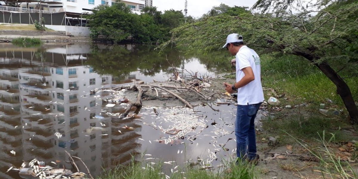 Cerca de 600 peces murieron en la desembocadura del afluente.