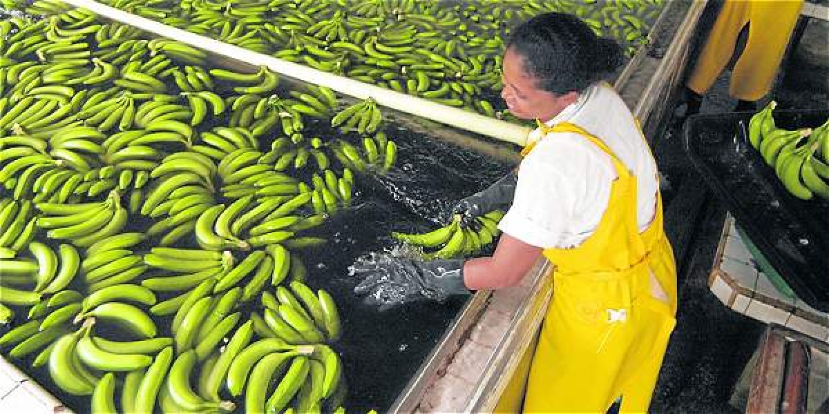 El Magdalena es uno de los departamentos 'punta de lanza' en la exportación de banano.