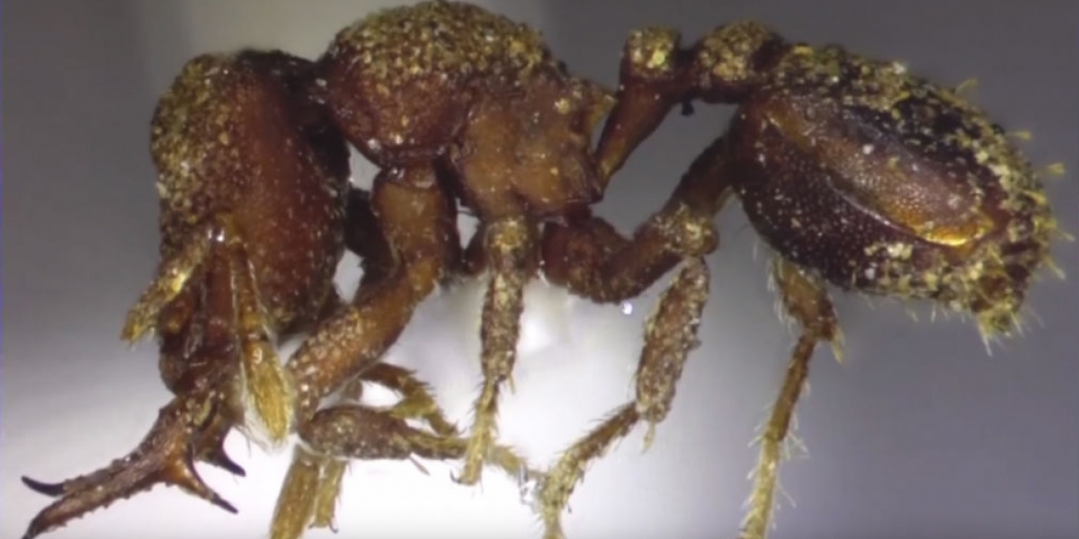 Especie de hormiga hallada en la Sierra Nevada de Santa Marta.