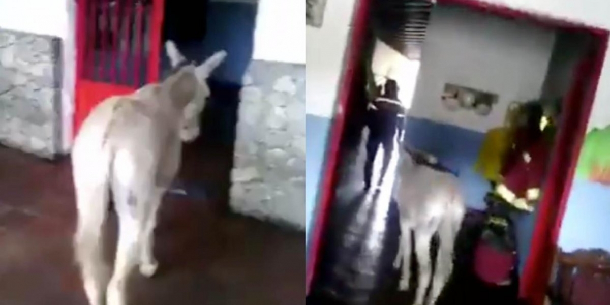 El burro que llamaron 'Maduro Moros'.