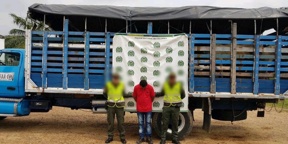 Las reses habían sido robadas en Zambrano, Bolívar.