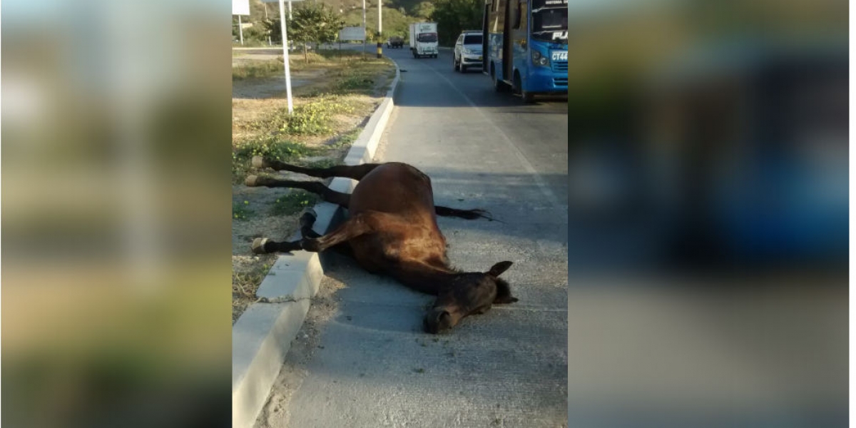 Caballo muerto en la vía alterna al puerto.