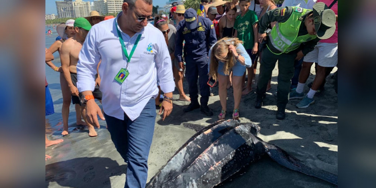 Bióloga y autoridades inspeccionando a la tortuga