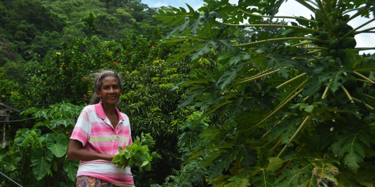 Maritza Quiroz tenía distintos cultivos en sus tierras restituidas.