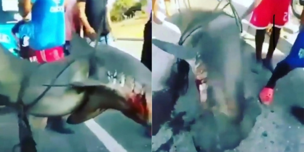 Tiburón martillo encontrado en Santa Marta