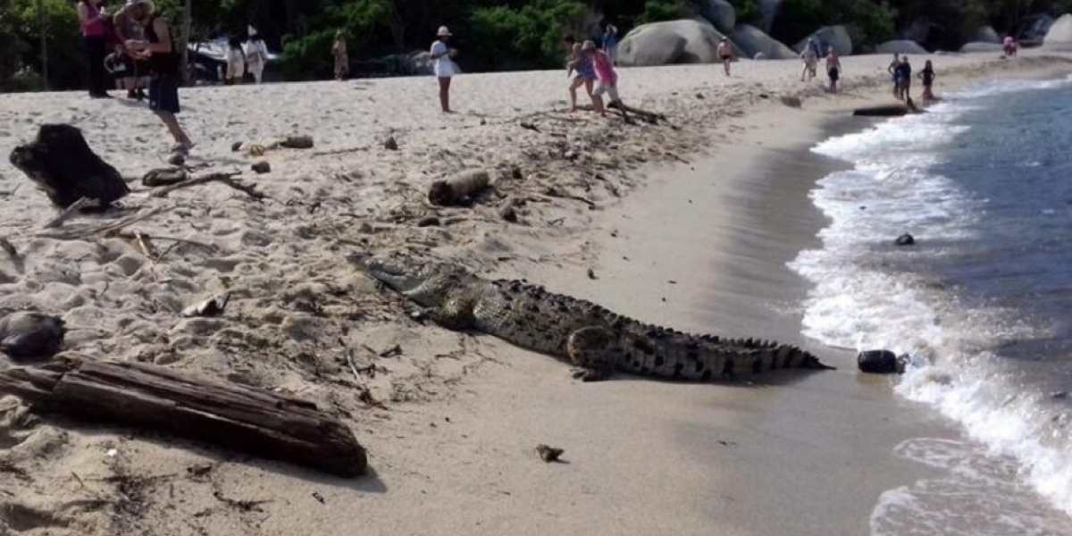 Caimán aguja en las playas del Parque Tayrona