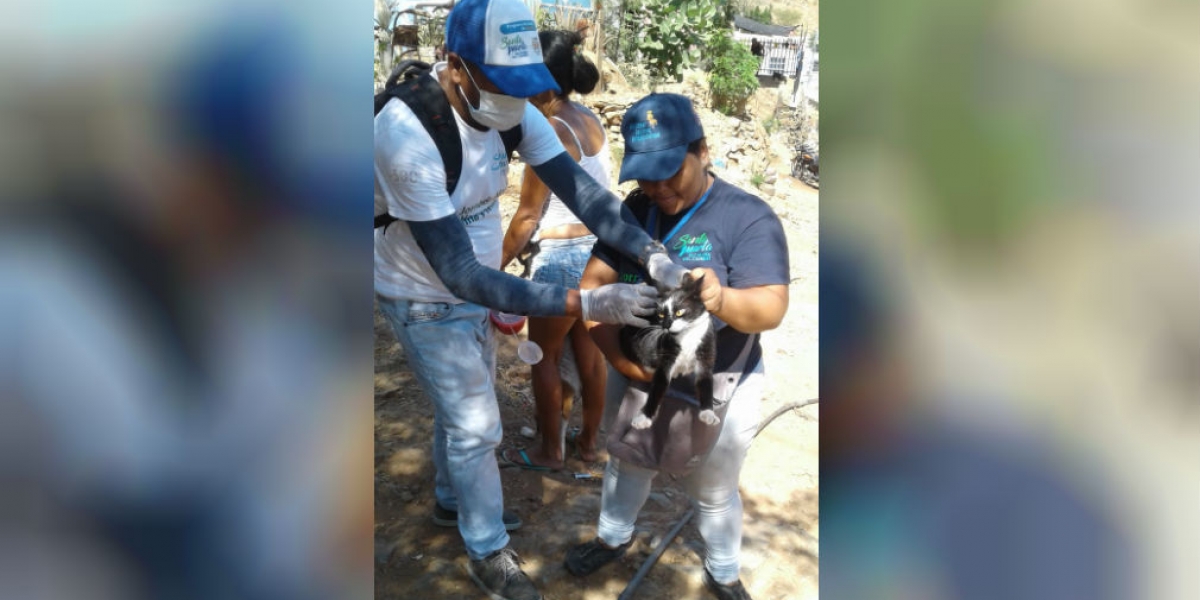 Los animales callejeros también están siendo censados y vacunados, con la ayuda de voluntarios animalistas.