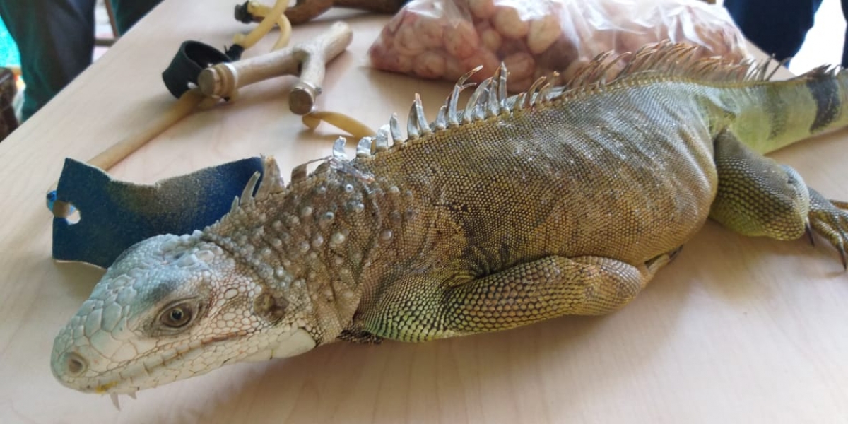 La iguana fue trasladada al Centro de Atención de Fauna Silvestre de Corpamag.