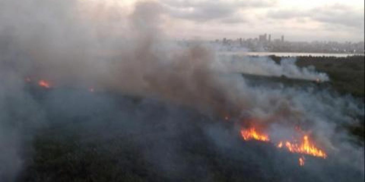 No hubo áreas de manglar afectadas por las llamas.