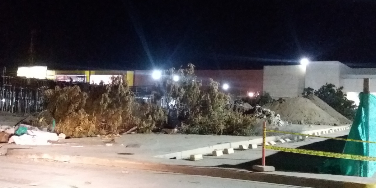 En esta foto se ve la tala de algunos árboles en el parqueadero del Buenavista.