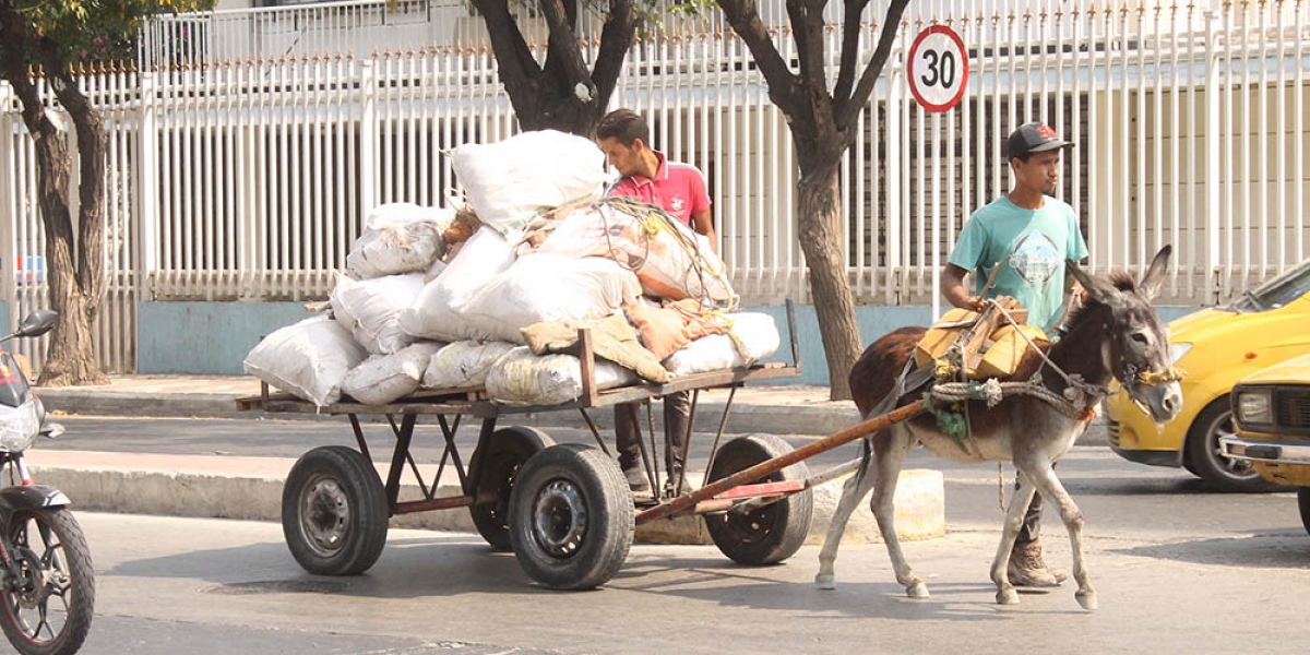 Vehículos de tracción animal en Santa Marta 