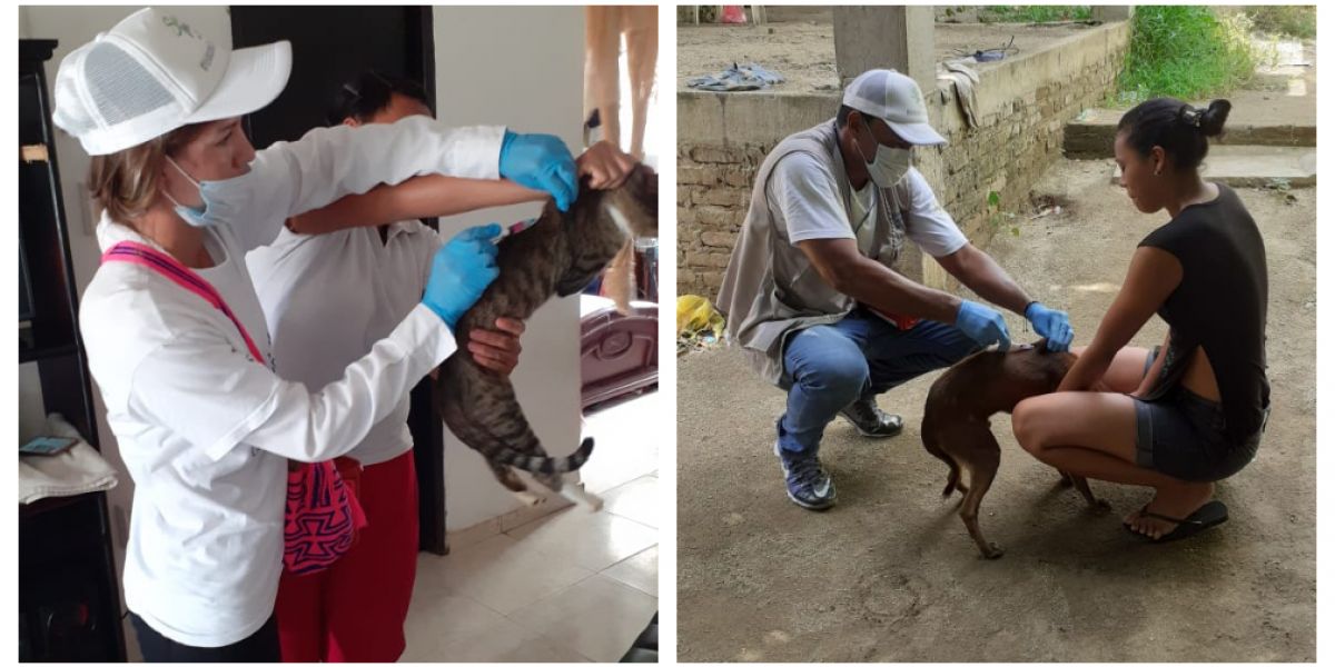 Vacunación de felinos y caninos contra la rabia