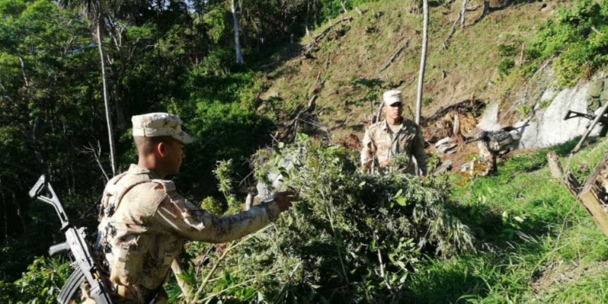 https://seguimiento.co/sites/default/files/styles/1010x526/public/2019/11/29/articulo/erradicacion_de_coca-1.jpg?itok=i650j1_U https://seguimiento.co/sites/default/files/styles/1010x526/public/2019/11/29/articulo/erradicacion_de_coca-1.jpg?itok=i650j1_U