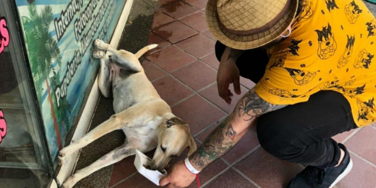 Seguimiento.co Perro callejero en El Rodadero.