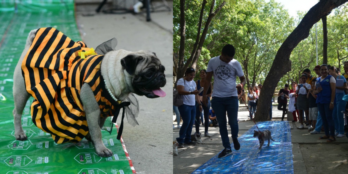 Universidad del Magdalena Pasarela animal en la Unimagdalena.